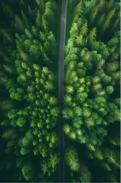 Nature Scenes